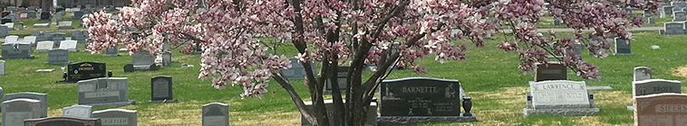 tree and headstones 