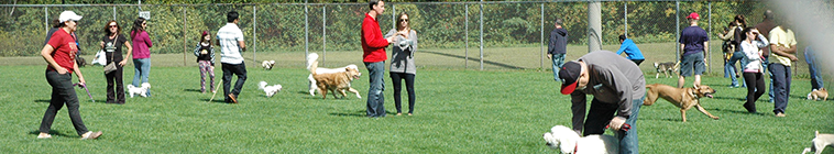 people walking dogs